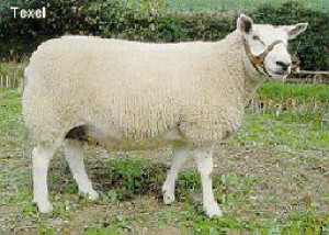 texel.jpg