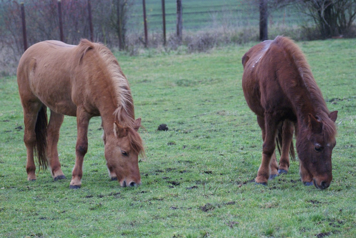 Koně (3)